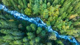 Un país se pasa con su plantación de árboles y altera el ciclo del agua en todo el territorio