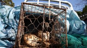 Confirmado el fin de la carne de perro: la cifra que sentencia una industria millonaria en este país asiático