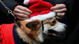 Un perro desaparece en 2021 y aparece ahora a 3.700 km de su casa: "El milagro de la Navidad"