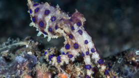 Un turista juega con un bebé pulpo azul y resulta ser uno de los animales más venenosos del planeta