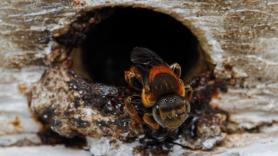 Las abejas sin aguijón de Amazon pasan a la historia por ser los primeros insectos del mundo con derechos legales