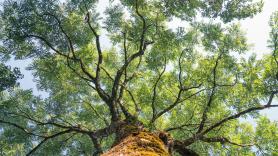 Destapa la razón por la que algunos agricultores colocan piedras en las cruces de los árboles
