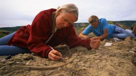 Científicos resuelven misterio de los dinosaurios con cuernos en Europa: "No estaban desaparecidos, estaban mal clasificados"