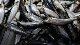 Golpe de Marruecos a la industria conservera española: amenaza con un corte en el suministro de sardinas que podría asfixiar a la competencia