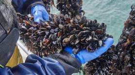 Con más de 777.000 toneladas al año, China domina la producción mundial de mejillones y explota megagranjas marinas que han convertido su cultivo en una de las mayores industrias de proteínas del planeta