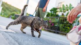 Un gato recorre 250 km desde Girona hasta Francia para volver a casa: "Cruzó la frontera y los ríos"