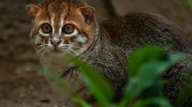 Fotografían después de casi 30 años al extraño gato de cabeza plana