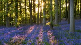 Con 33.125 tallos enterrados cada mes, este bosque artificial de 1.300 hectáreas emerge sobre antiguos campos de cultivo envenenados para convertirse en la obra ecológica más ambiciosa de Europa en cuatro siglos
