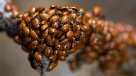 Millones de mariquitas se enviaron a los cultivos como solución limpia frente a las plagas de pulgones pero acabaron desatando una brutal invasión biológica