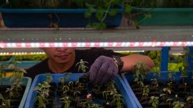 Mide 23 metros y produce 45 veces más que el campo: así es la granja vertical más alta del mundo, donde la lechuga crece hasta el cielo