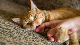 Saskia, experta en biología, revela las razones por las que los gatos muerden de repente cuando los acarician: "Presta especial atención a la cola y las orejas de tu gato"