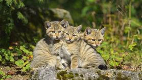 En Europa se percatan del regreso del gato considerado 'el fantasma de los bosques': "Va a donde quien quiere"