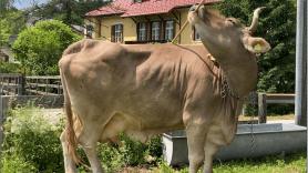 Veronika tuvo que rascarse la espalda para que la ciencia entienda que el problema no era la vaca