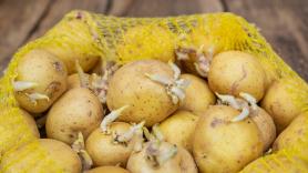 Si tienes dudas sobre las patatas con brotes, un doctor en Química aclara si hay peligro de verdad en ellas o no