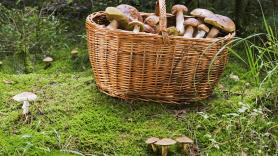 El misterio de la seta que provoca la misma alucinación a todo el mundo: "No comas hasta que suene la alarma o verás gente diminuta"