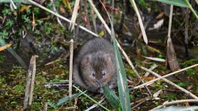 Detección precoz desde el espacio: así es el modelo español que avisa a los agricultores antes de que los topillos arrasen su cosecha