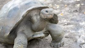 El ecosistema dañado en este conocido archipiélago está cambiando gracias al trabajo de 1.500 tortugas gigantes