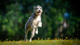 Un perro callejero visita a diario la misma tumba del cementerio, pero nadie sabe muy bien por qué: "Nunca tuvo perro"