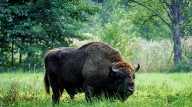 Un pueblo de Guadalajara adopta bisontes como apuesta para limpiar los montes