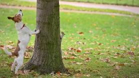 Los veterinarios activan las alarmas en España por la llegada temprana de la oruga que puede matar a los perros