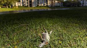 La ola de frío polar en Florida provoca que las iguanas se caigan de los árboles: "Parecían muertas"