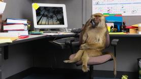 Confirmado por la ciencia: los simios comparten con los humanos la capacidad de soñar