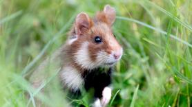 La extinción invisible en Europa: tres animales "vecinos" que podrían desaparecer en 20 años sin que nadie se entere