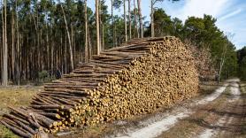 Multa de más de 130.000 euros por serrar una reserva natural: el propietario del bosque la aceptó