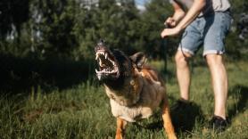 Indemnizan con casi 300.000 euros a un hombre al que le amputaron un dedo tras ser mordido por un perro