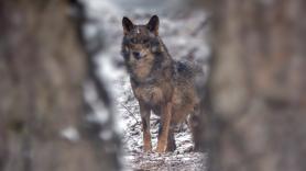 Confirmado por el Tribunal Supremo: está permitido cazar lobos si es la única solución para evitar daños al ganado