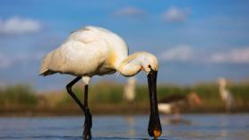 Estupefacción por la cigüeña con pico de pato que se ha visto en este río de Europa