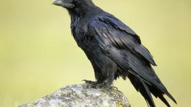 Estupefacción por la prueba cognitiva que han superado los cuervos y creían reservada únicamente a humanos