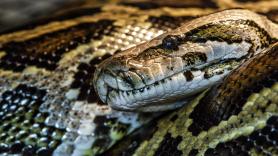 Avisan de que este tipo de serpientes muerden más rápido de lo que podemos reaccionar