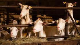 Una criadora de cabras se jubila y busca personal de prueba para cuidar su granja: "Que los animales permanezcan en su hábitat y tengan buen trato"