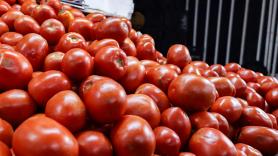 Europa admite que no sabe cuánto tomate entra de Marruecos en plena guerra de precios con los agricultores españoles