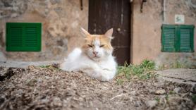 En Mallorca se ponen el mono de trabajo para controlar las colonias de gatos