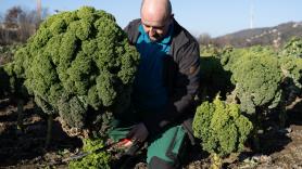 Romantizar la inflación: la oscura razón económica por la que el repollo es la verdura de moda entre las élites