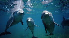 Delfines y marsopas presentan ya sustancias químicas procedentes de desechos electrónicos