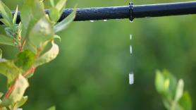 Constantin, agricultor: "Para ser rentable con el riego por goteo, hay que pasar de 14 toneladas por hectárea"