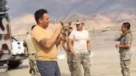 Un chihuahua sobrevive a un accidente de helicóptero que deja 15 muertos en Perú: estaba aferrado al cadáver de su dueño