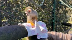 La historia de Richter, el 'Punch' español que también se crio con un peluche tras ser separado de su madre