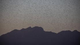 Una nube de langostas del Sáhara oscurece el cielo de Lanzarote, Tenerife, Gran Canaria y Fuerteventura: "Los próximos dos días serán clave"