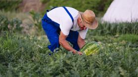 Pascual, agricultor ecológico: "Las sandías este año y el verano están hundidas de precio"