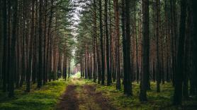 La Policía advierte del peligro de la procesionaria en los perros: si entra en contacto, sigue estos pasos