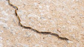 La Policía advierte del peligro de la procesionaria en los perros: si entra en contacto, sigue estos pasos