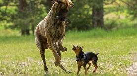 Sentencia pionera en Salamanca: condenan al Ayuntamiento a cerrar un pipicán porque hasta 10 perros ladran a la vez y los vecinos "no pueden estar tranquilos en sus casas"