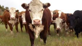 Andrea, 25 años, ganadera en Salamanca, empezó de cero con 40 vacas: "Las personas mayores tardan en jubilarse y los que venimos detrás no tenemos nada, aunque queramos no podemos"