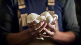 Tanner, granjero, cambia los cerdos por los hongos: "Un sistema diferente es posible"