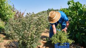 Andrés Soto (52), agricultor, de cultivar 5 a 100 hectáreas: "Si tienes ganas de trabajar y de echar horas, se puede vivir bien o muy bien de la agricultura"
