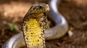 Si te muerde uno de estos animales, probablemente no sobrevivirás para contarlo